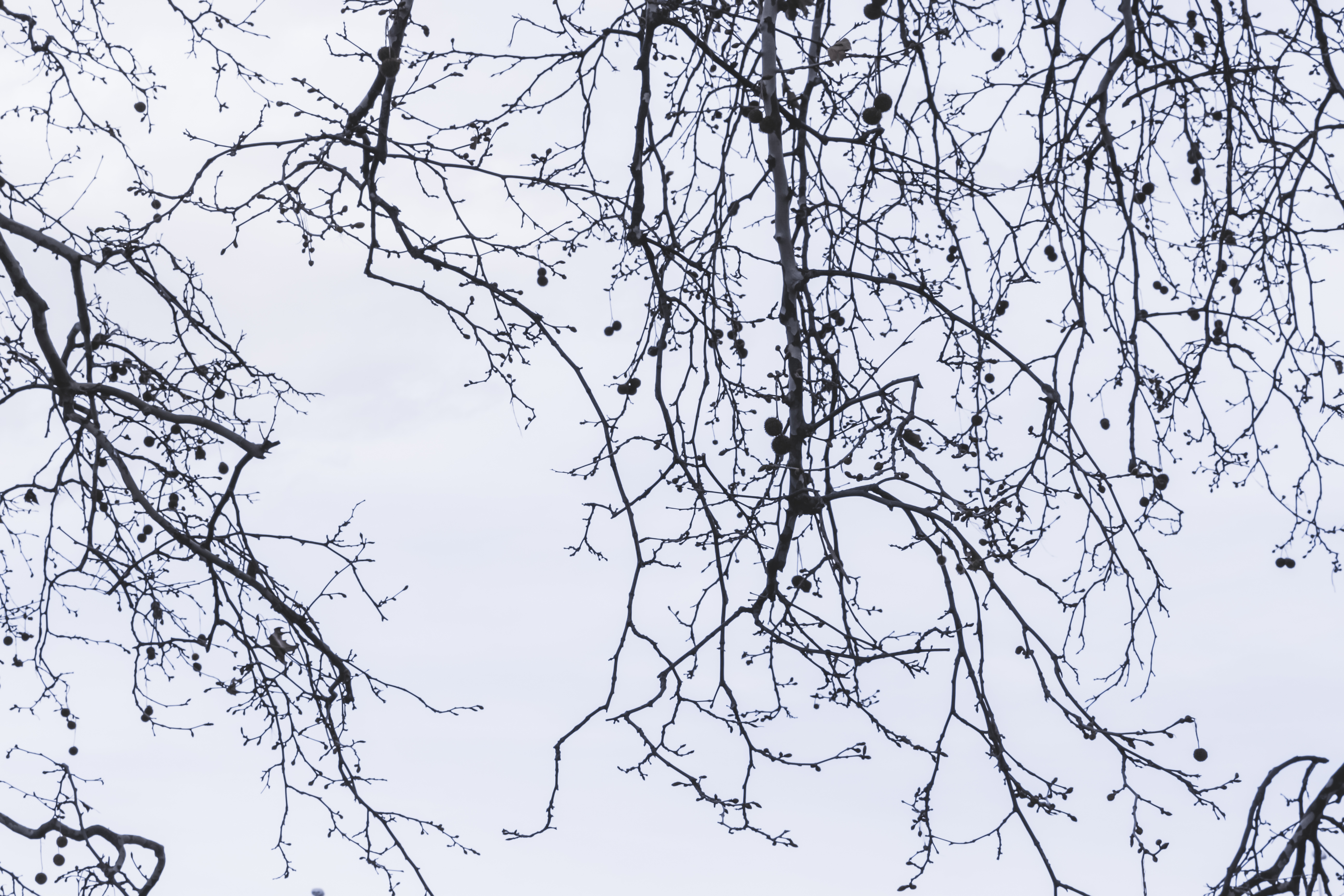 Spring Moodboard: Foto de tonos azules con ramas de un árbol sin hojas