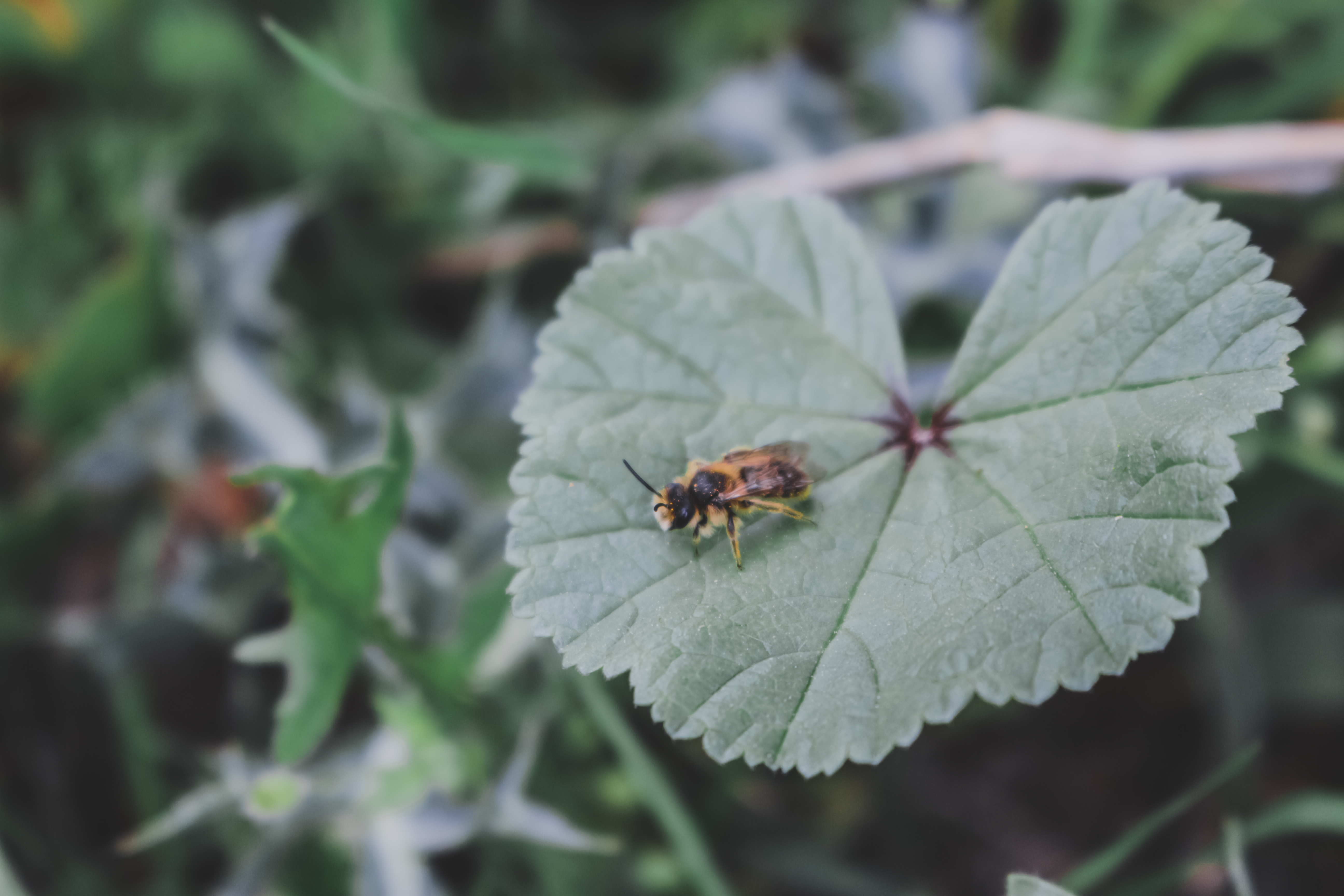 Foto de una hoja de cerca con una abeja posada